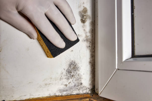 Best Asbestos and Lead Testing During Mold Inspection  in Oceanport, NJ