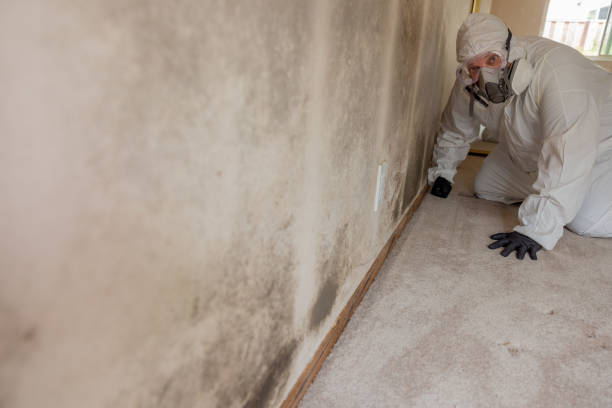 Oceanport, NJ Mold Removal Pros